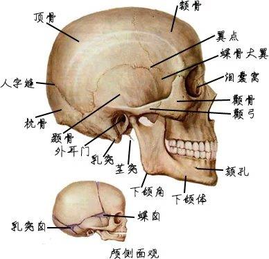 枕骨位置图图片