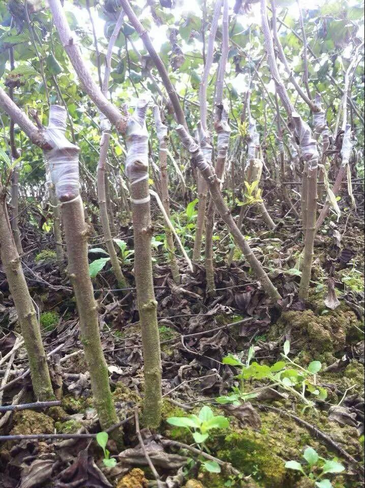 大青枣树苗 种植技术图片