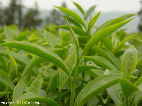 春茶平和白芽奇兰质量如何