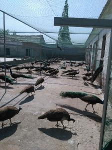 江苏养殖骗局抓多少人了 江苏养殖骗局抓多少人了啊
