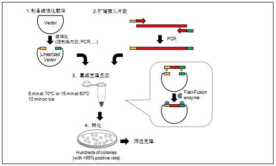 供应toneclone无缝克隆试剂盒价格,现货,同科生物