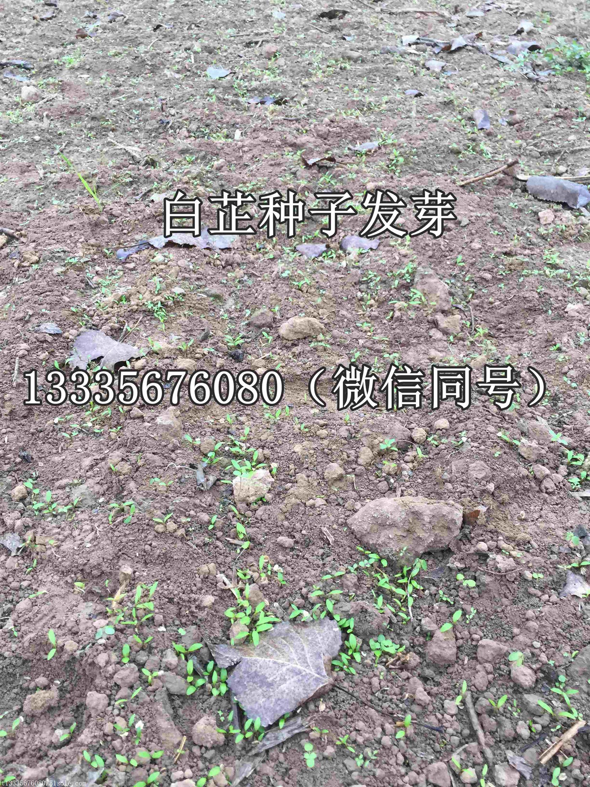 白芷種子價格白芷種植技術