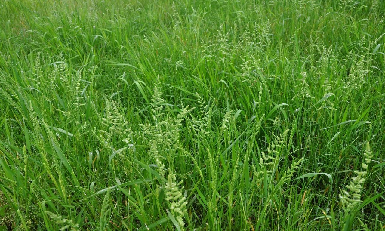 太阳花,小冠花,夜来香,康乃馨,麦仙翁,松果菊,天人菊,大滨菊,西洋滨