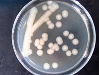 供应解淀粉芽孢杆菌 饲料添加剂水产调水生物肥料菌剂