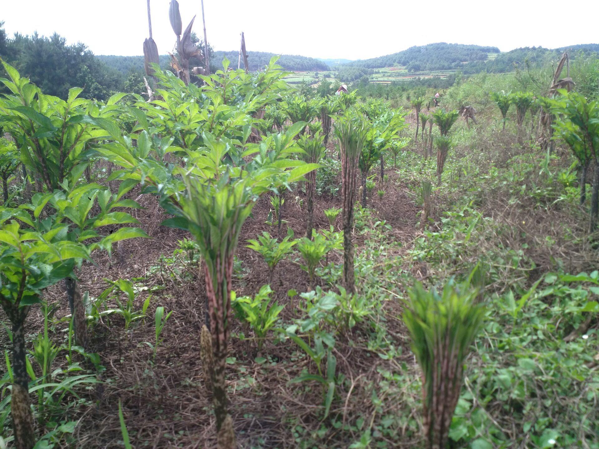 贵州铜仁魔芋种子公司印江沿河松桃万山魔芋种子公司