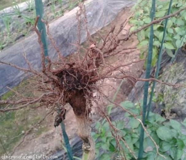 多危害根部和維管束,可導致茄子,辣椒,黃瓜定植後大面積死秧,茄子發病